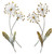 Dandelion Set of 2 CO159