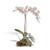 Phalaenopsis Orchid on Gamal Base MM924