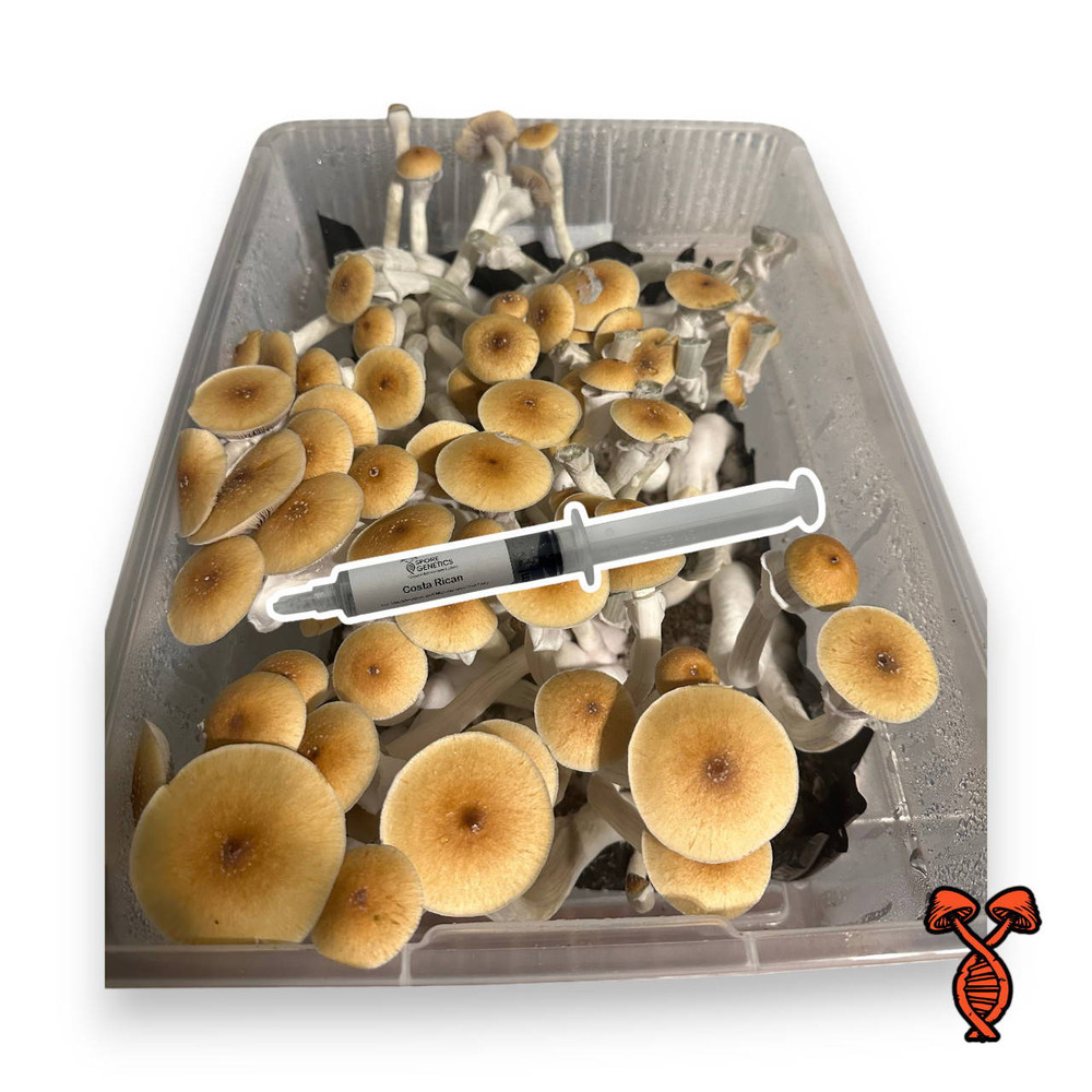 Costa Rican Spores 10CC Syringe | Spore Genetics