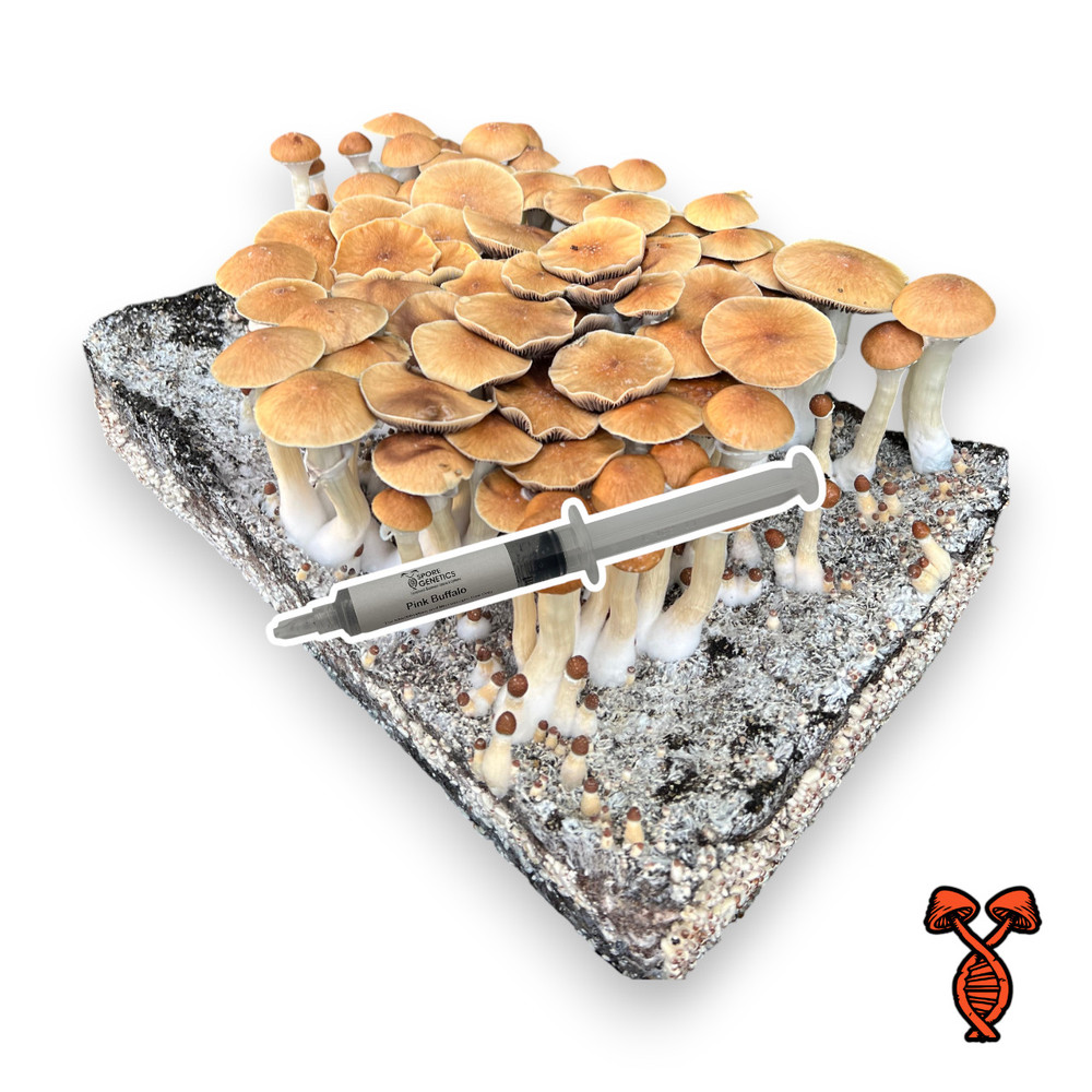 Pink Buffalo Spores 10CC Syringe | Spore Genetics