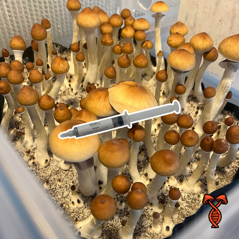 Brazil_Spore_Syringe-