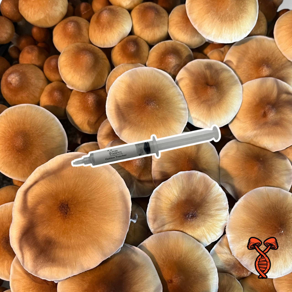 Golden Teacher Isolated Spore Syringe | Spore Genetics