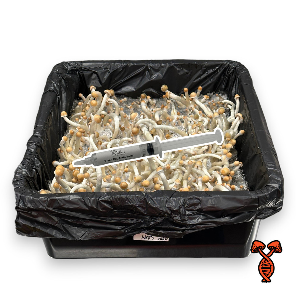 Black_Cap_Natalensis_Isolated_