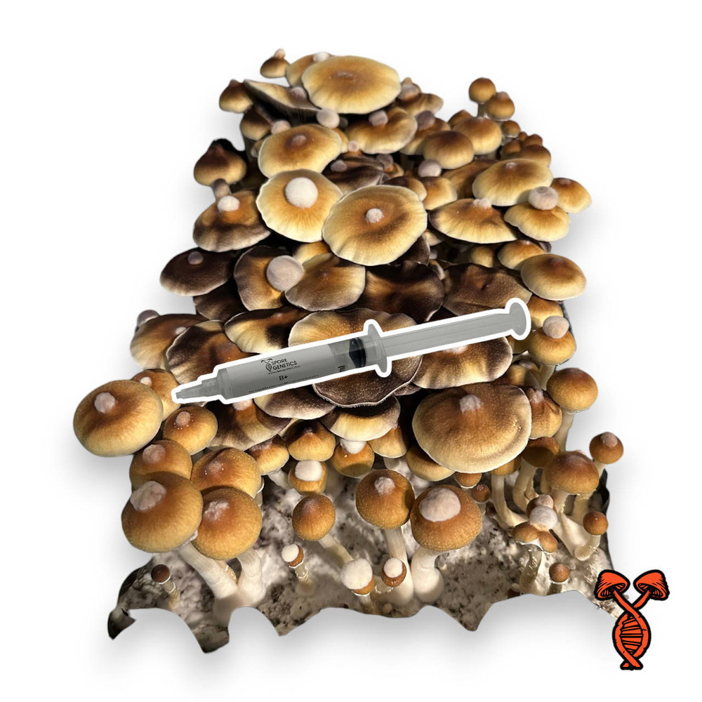B+ Isolated Mushroom Spore Syringe | Spore Genetics