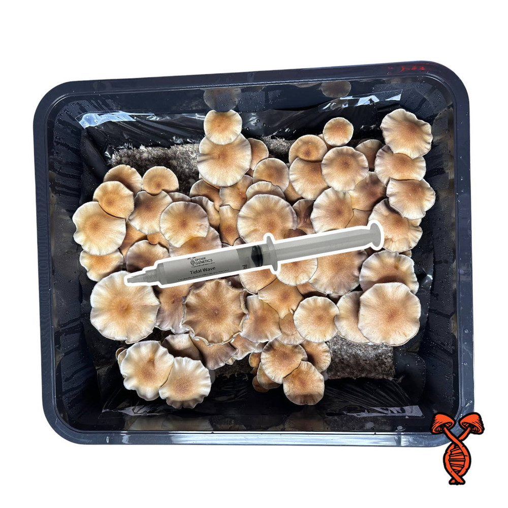 Tidal Wave Isolated Spore Syringe | Spore Genetics