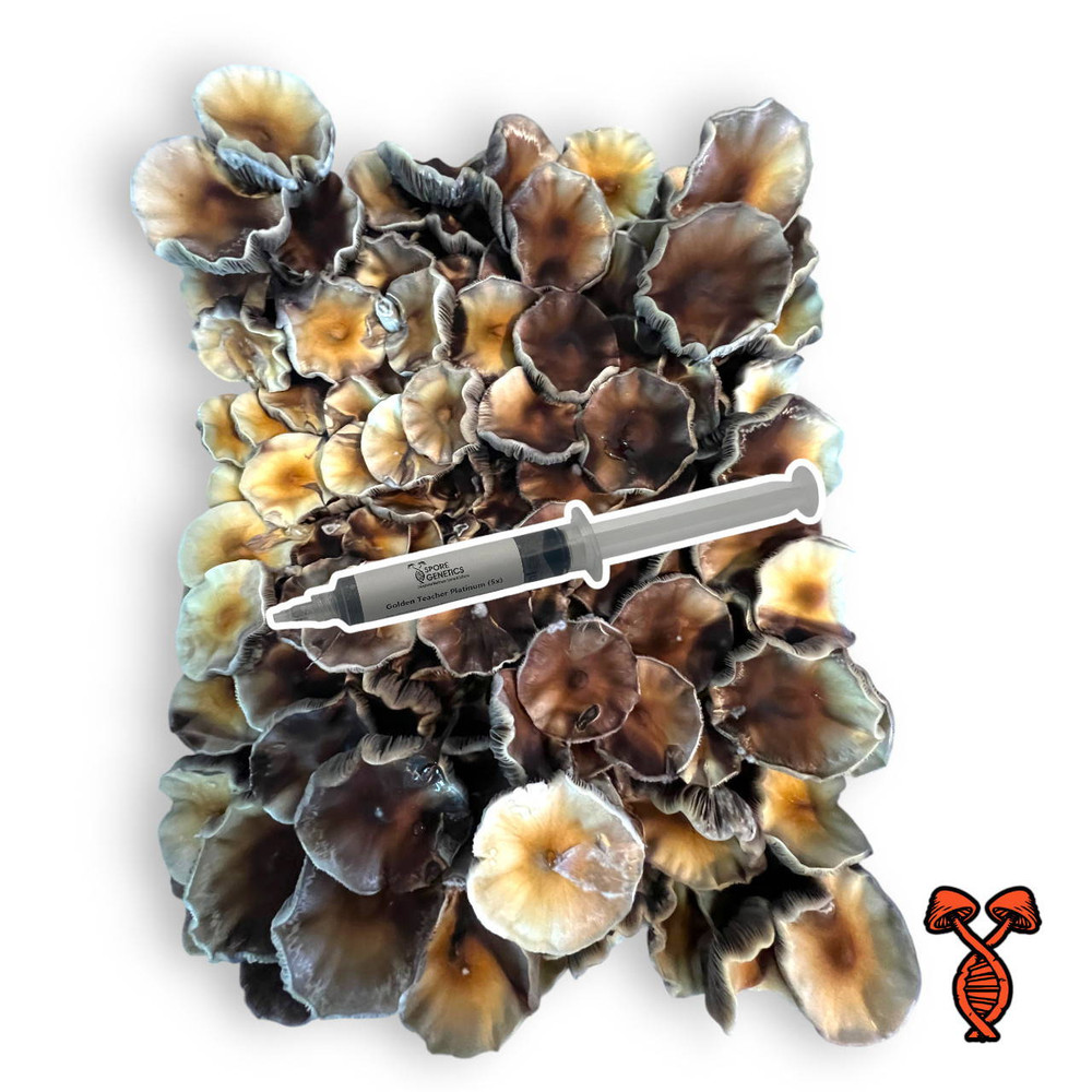 Golden Teacher Spore Syringes | Spore Genetics