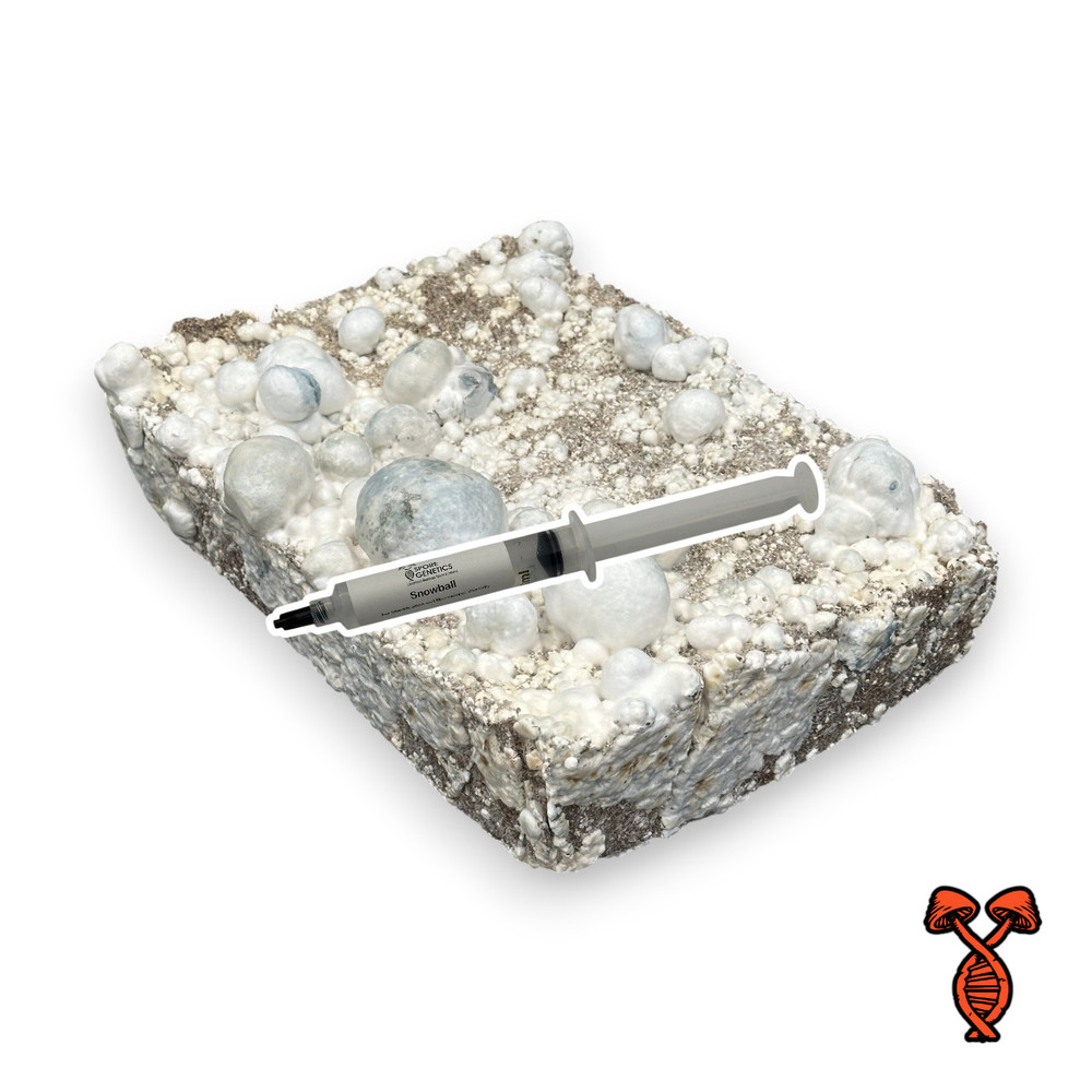 らくらく便！！P. Smiling Moon spore Snowball Mushrooms Isolated Spore Syringe | Spore Genetics