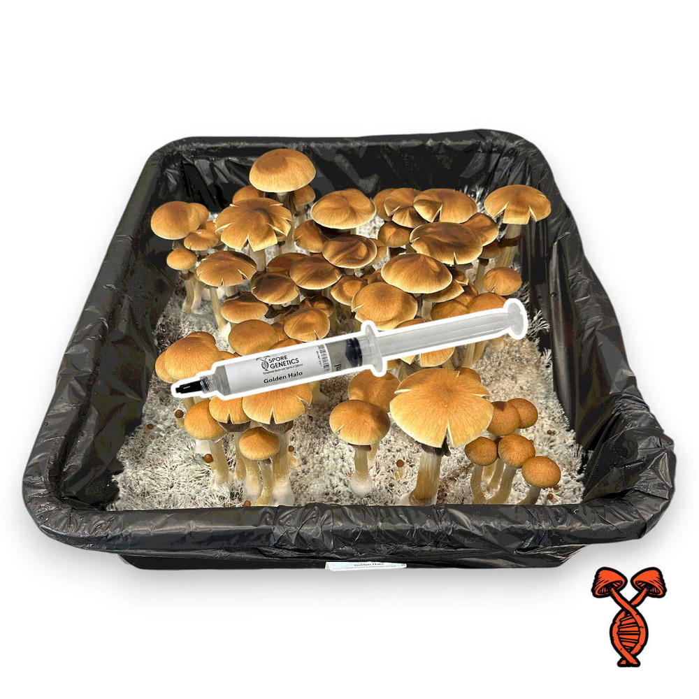 【金童】P . Golden Boy spore Golden Halo Isolated Spore Syringe | Spore Genetics