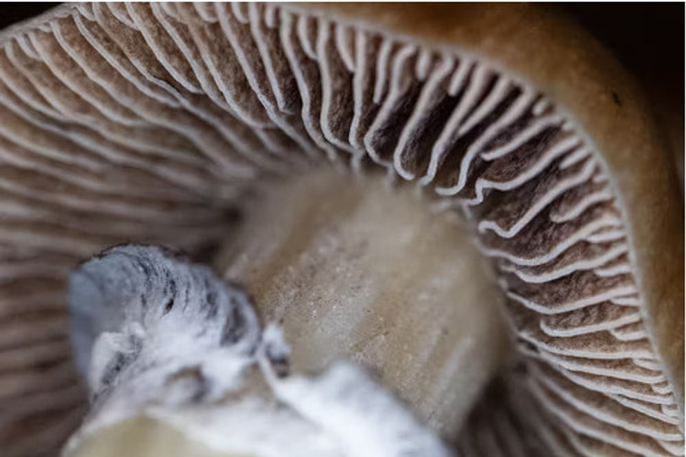 A Look at Spore Genetics Mushroom Spore Syringes
