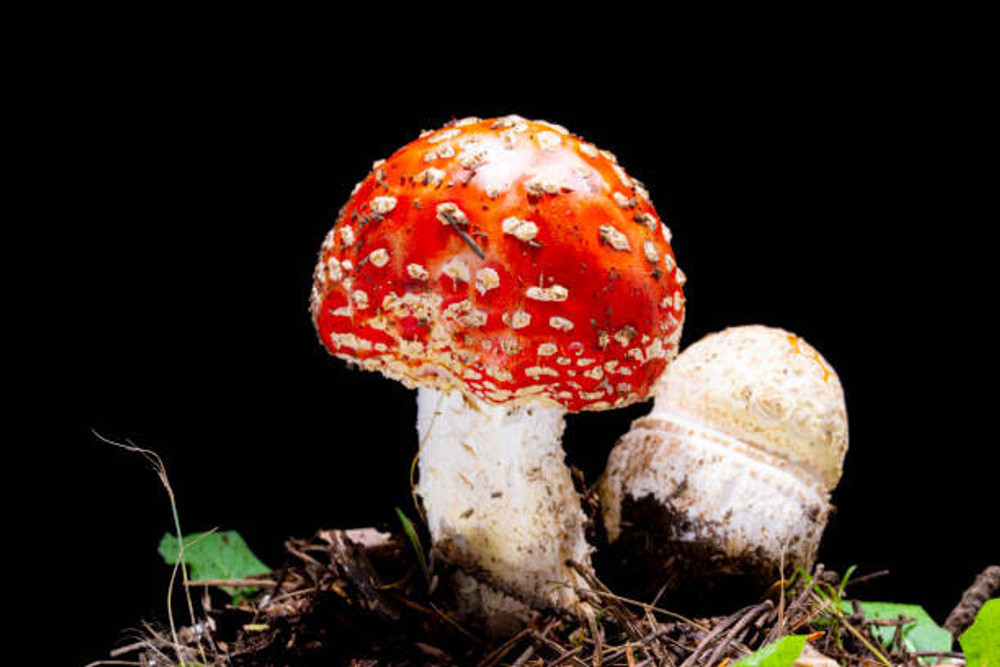 Amanita Muscaria: A Deep Dive Into the Fly Agaric of Spore Genetics