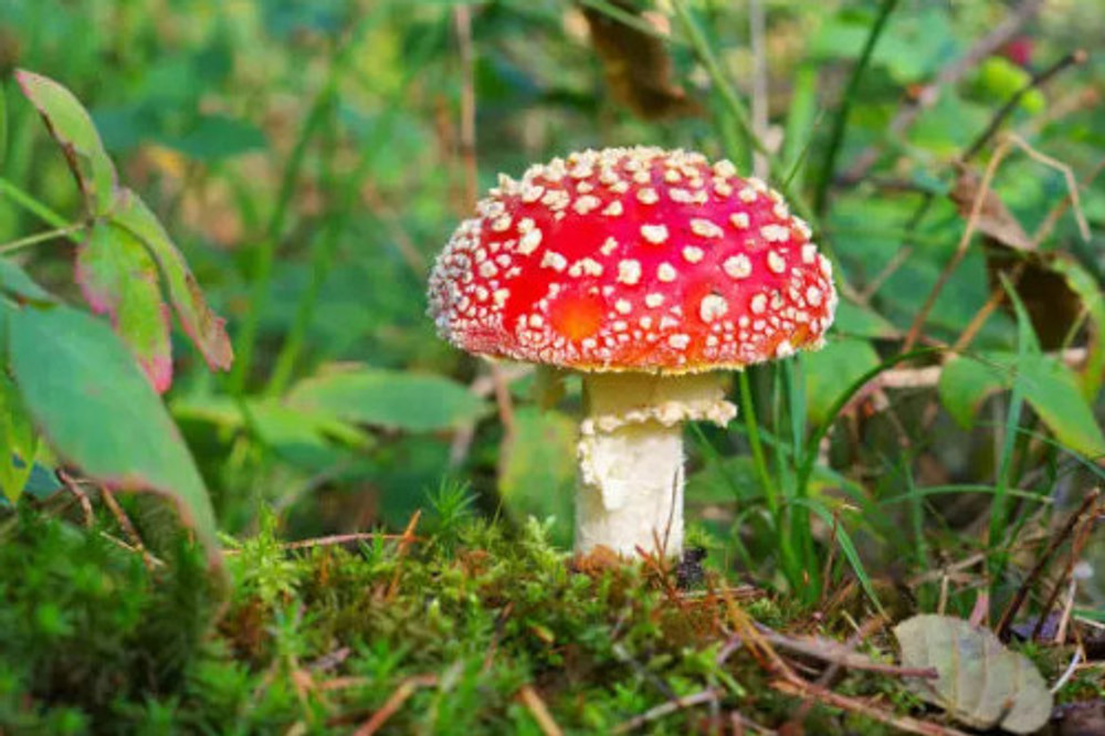Amanita Muscaria: The Earth's Mystical Connection
