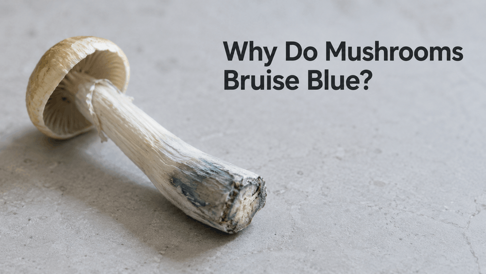 Why Do Mushrooms Bruise Blue? The Science of Blue Bruising