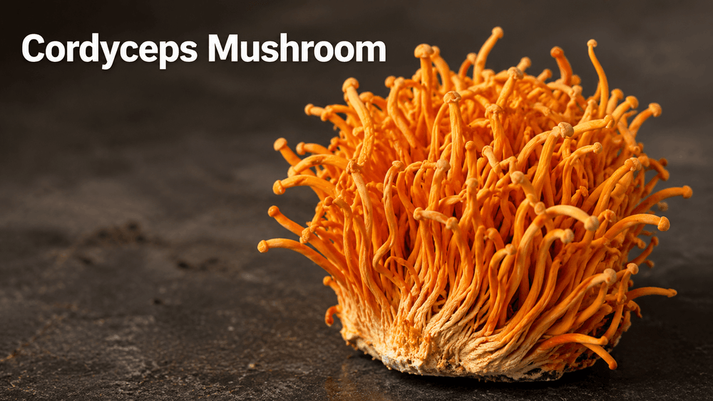 Cordyceps Mushroom: Benefits, Uses & How It's Grown