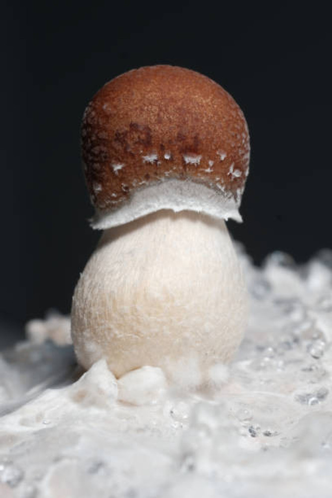 Discovering the World of Psilocybin through Spore Genetics