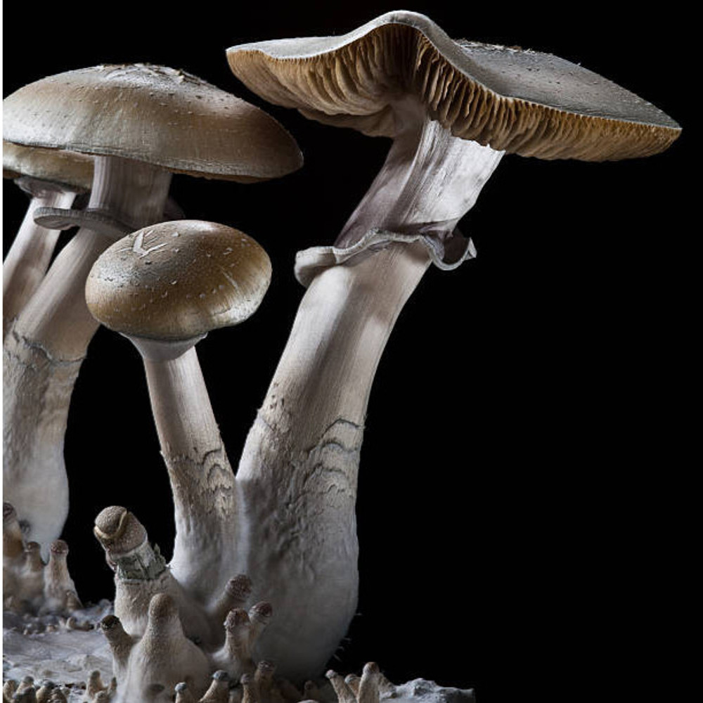 Exploring the Enigmatic World of Psilocybe Cubensis Mushrooms