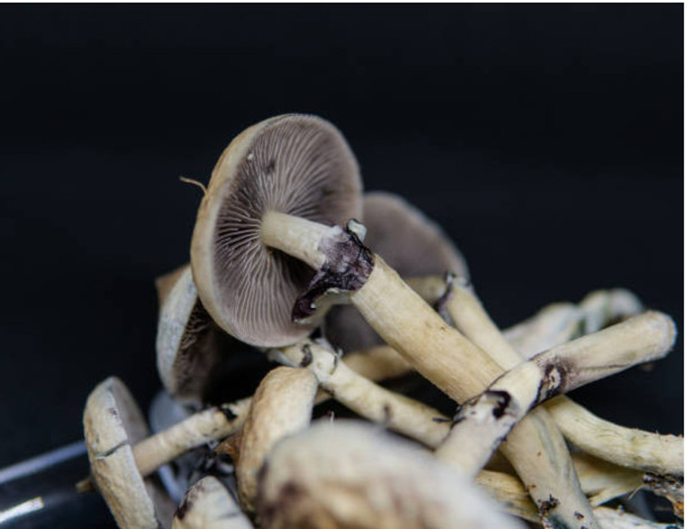 Exploring the Mystique of the Blue Meanie: A Jewel Amongst Psychedelic Fungi