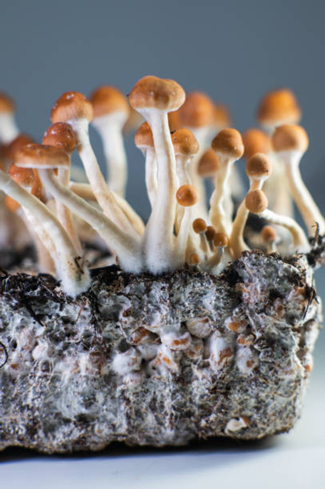 Intricate World of Mushroom Spores: An In-depth Exploration by SG Labs