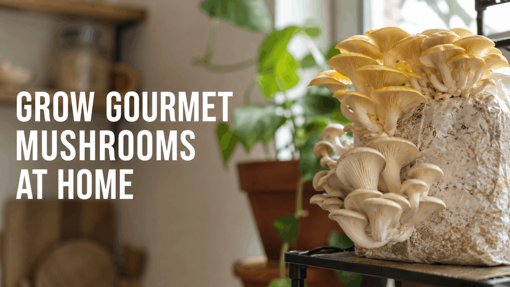 Top 8 Gourmet Mushrooms You Can Grow at Home (Beginner's Guide)