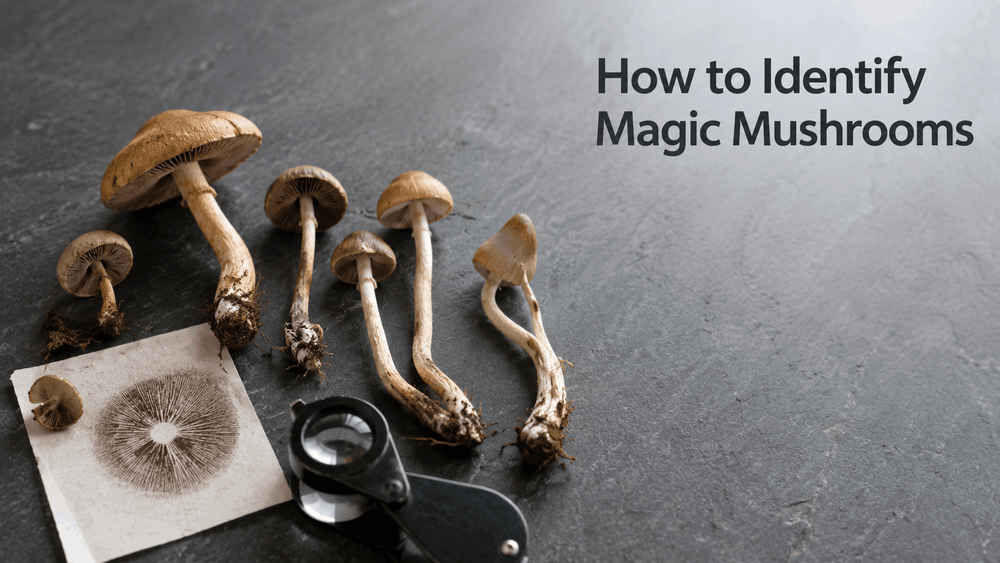 Types of Magic Mushrooms: Species & How to Identify Them