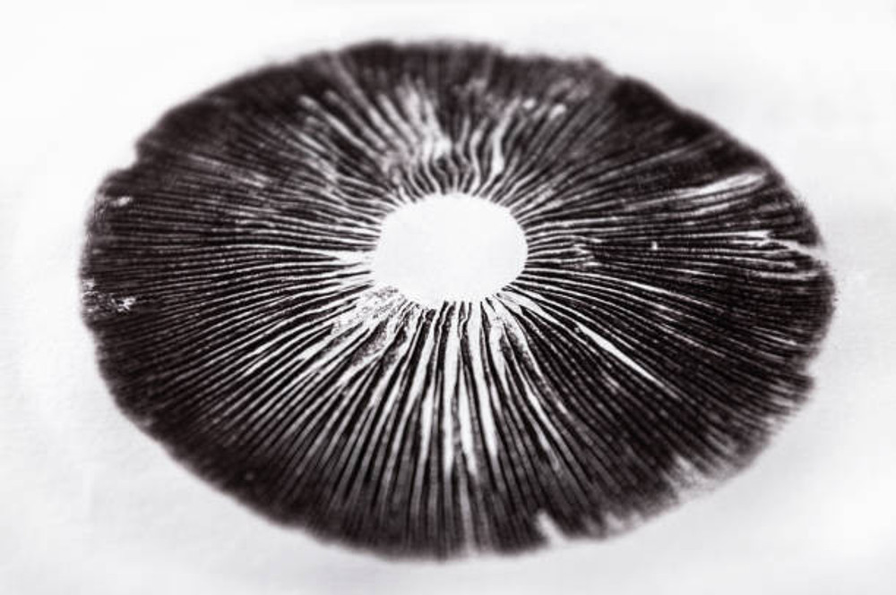 Mushroom Spores with Spore Genetics