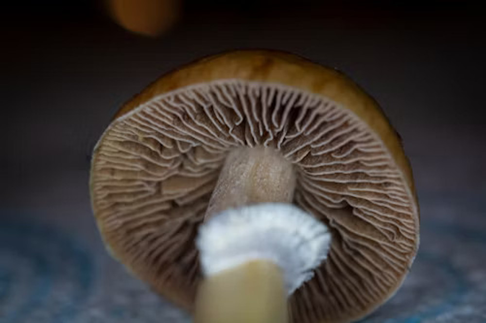 Mycological Universe Psilocybin Mushroom Spores