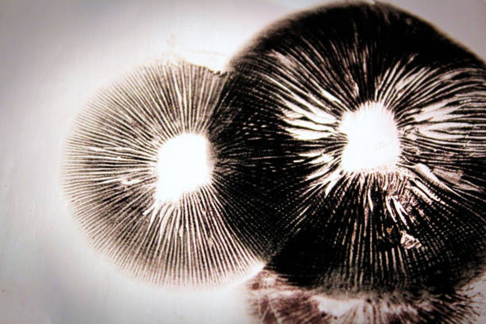 Psilocybin Mushroom Spores Cubensis Magic Mushrooms