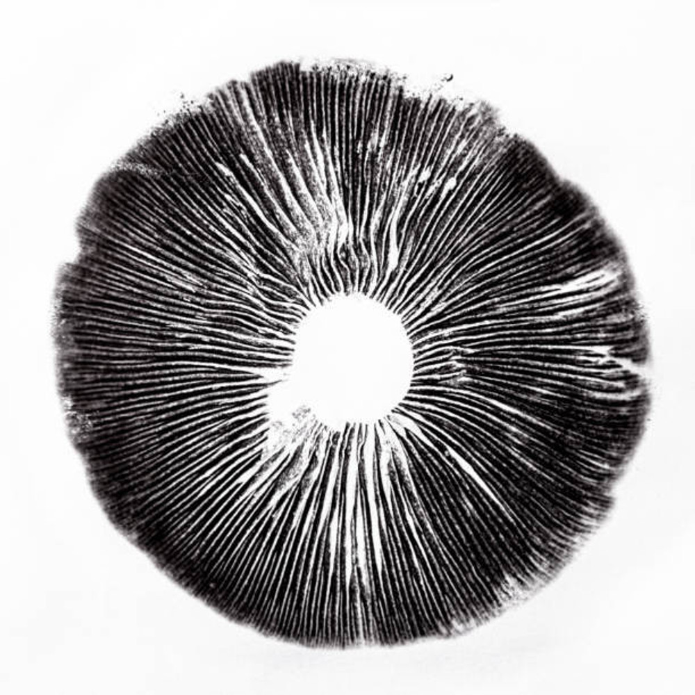 Psilocybin Mushroom Spores