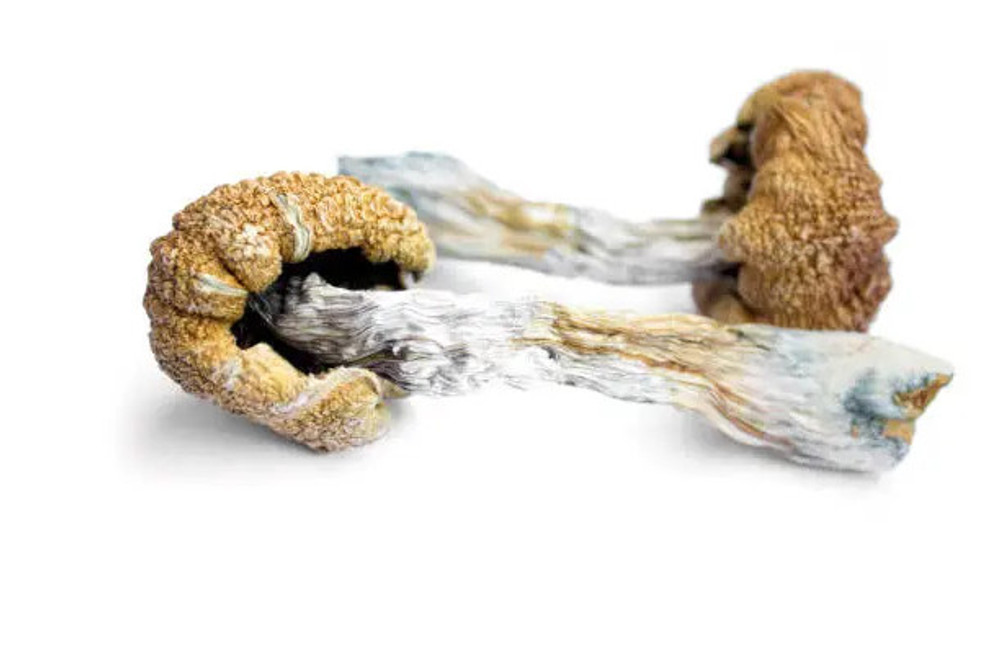 Psilocybin Mushrooms - A Guide to Spores, Genetics, and Cultivation Alternatives