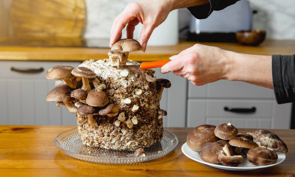 Everything You Should Know About Mushroom Cultivation