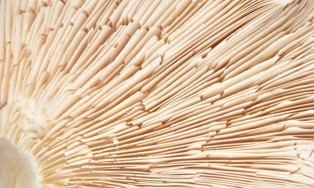 The Importance of Quality Control in Mushroom Spore Research