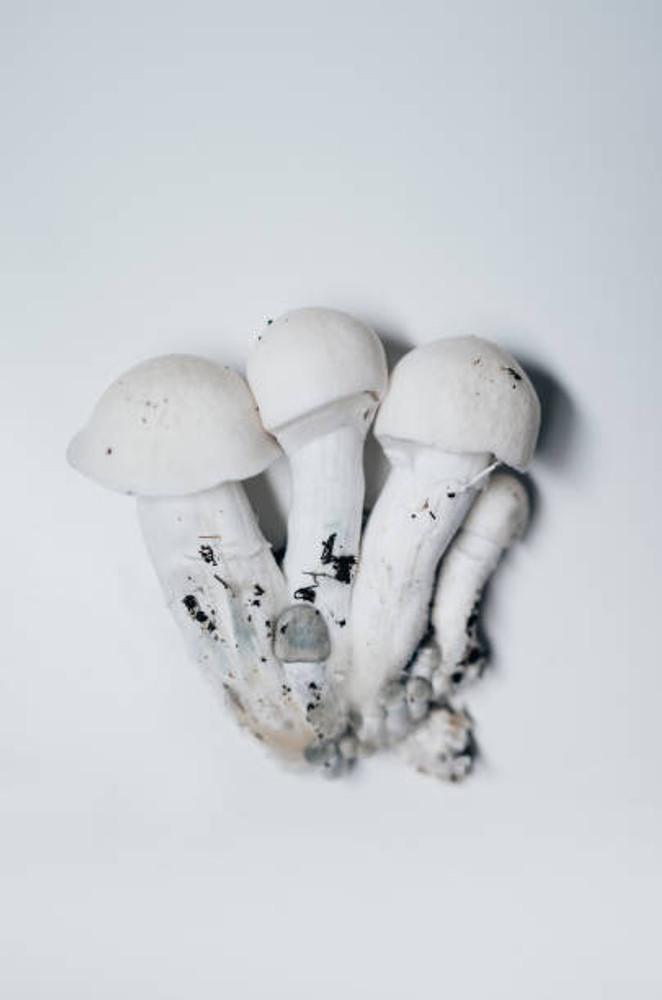 Shop Premium Mushroom Spores from Spore Genetics!