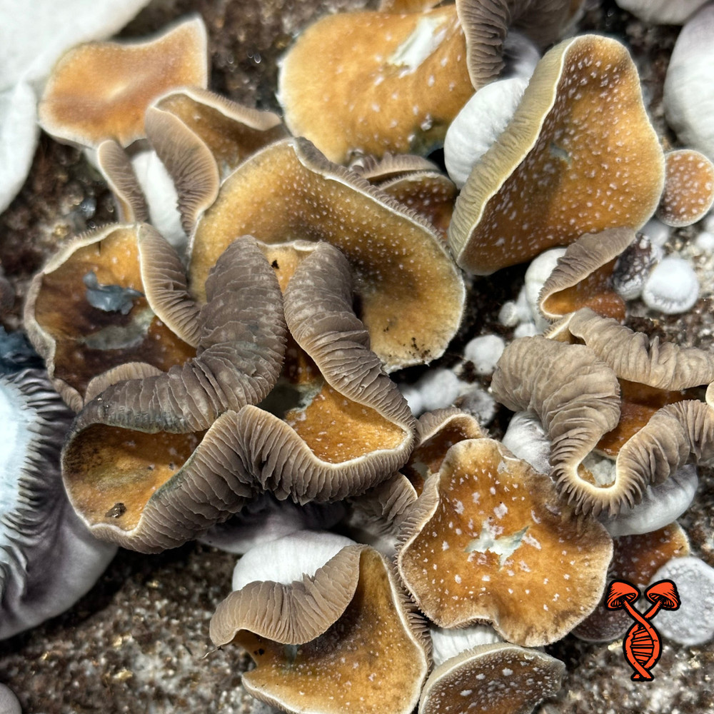 Unveiling the Enigmatic Super Strain Koh Samui: An Extraordinary Offering from SG Labs