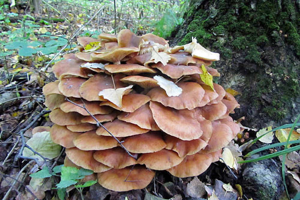 The Hidden World of Mushrooms: A Journey into the Fungal Kingdom