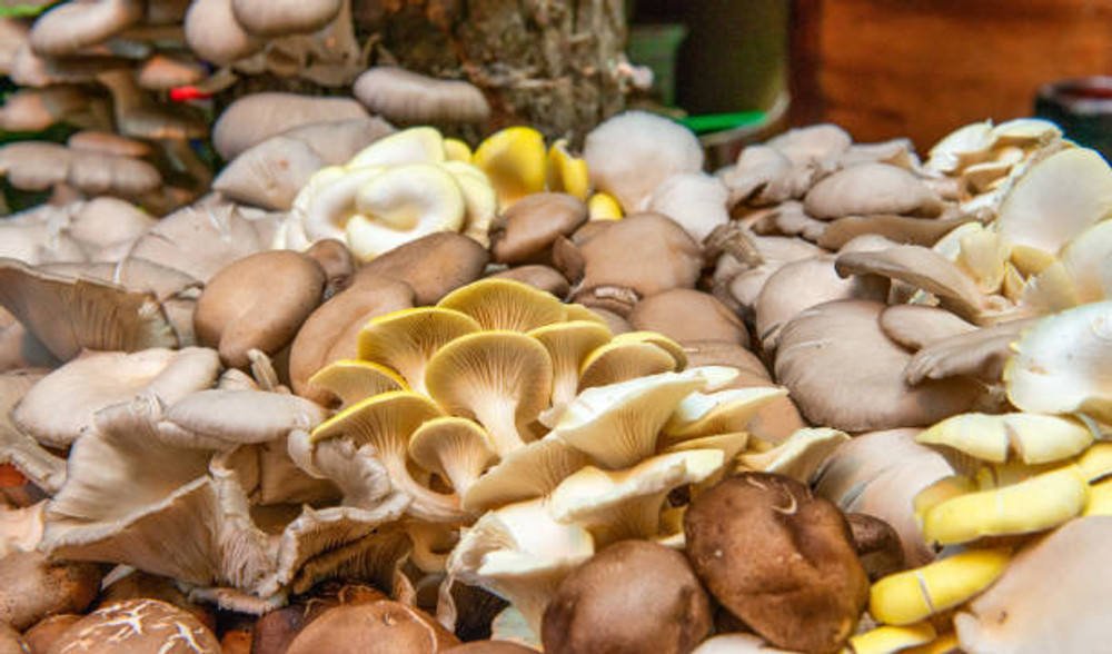 The Ultimate Guide to Mushroom Liquid Cultures from SG Labs