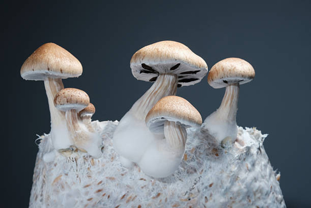 Unleash the Magic of Mushrooms with SG Labs