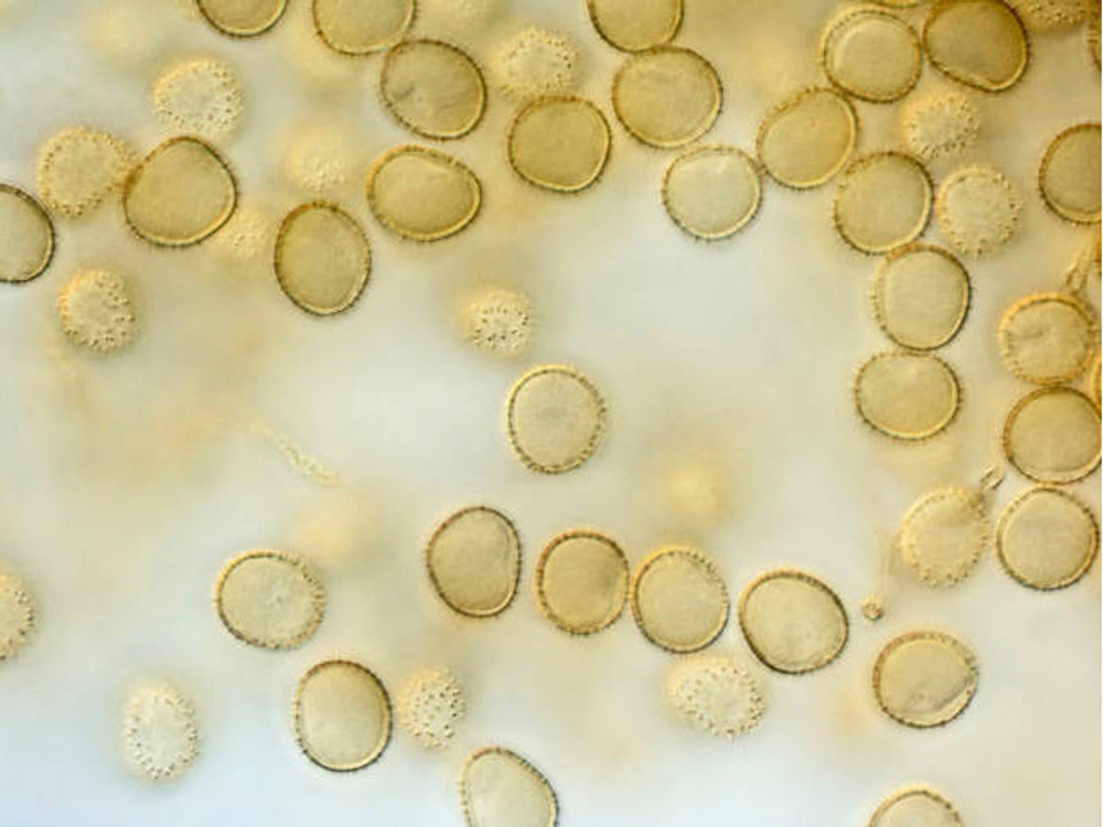 Unleashing the Magic: Discover the World of Mushroom Spores at SG Labs