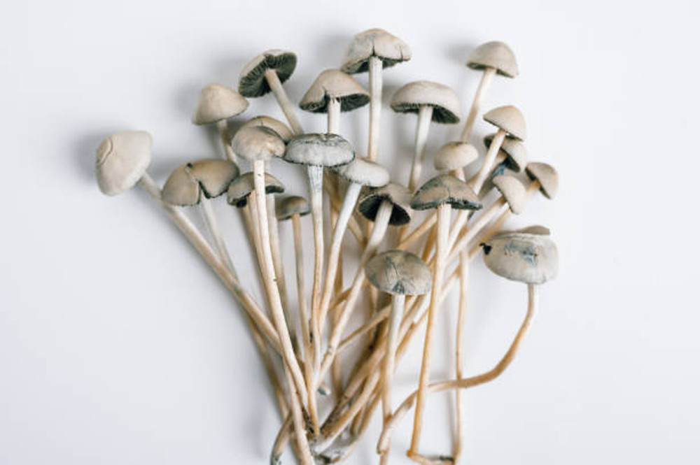 Unlocking Panaeolus Cyanescens Estero: A Magic Mushroom Journey