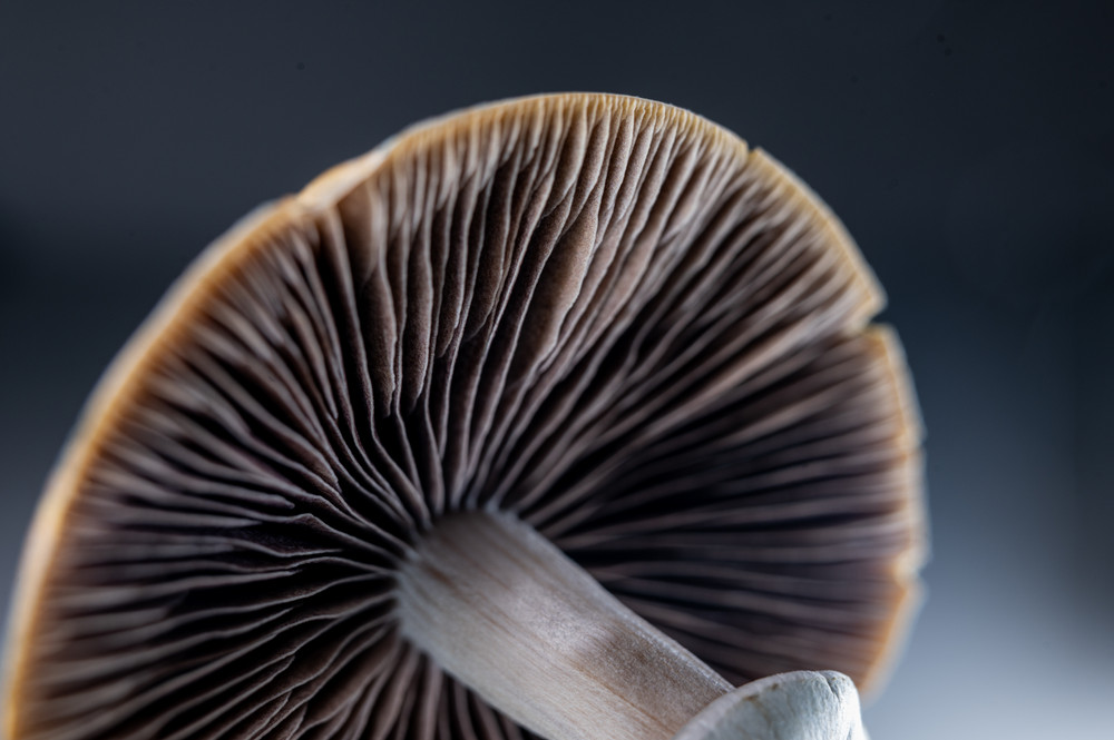 What Are Mushroom Spores? A Guide to Fungal Spores