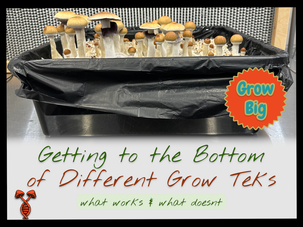 What Psychedelic Shrooms Work Best In Different Growing Methods?