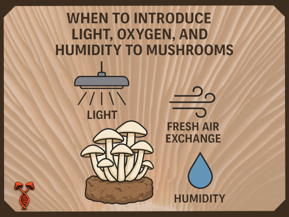 When Do I Introduce Light, Oxygen, and Humidity for my Mushrooms?