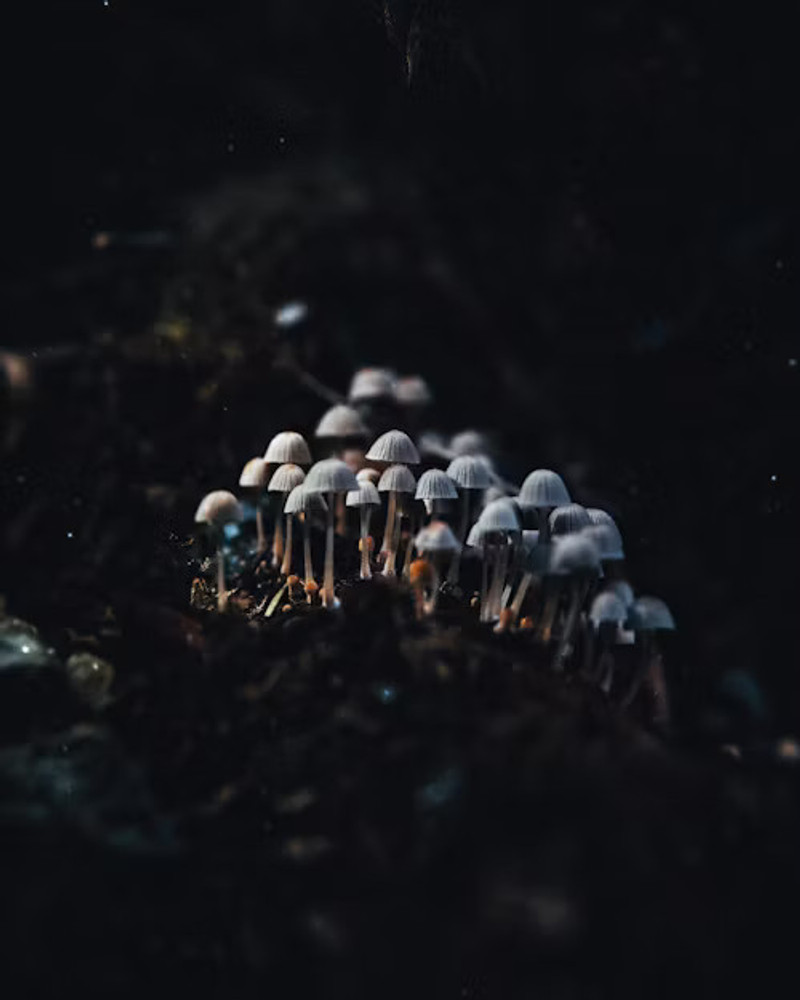 World of Mycology with Spore Genetics