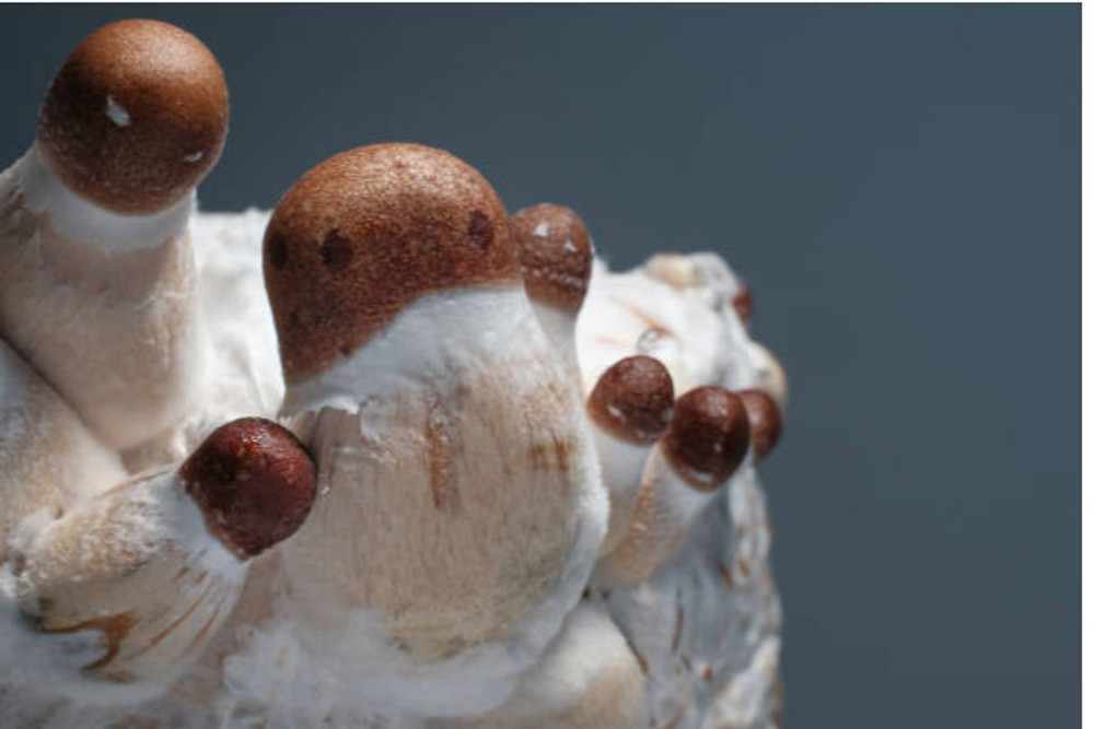 World of Psilocybin Cubensis Mushroom Spores