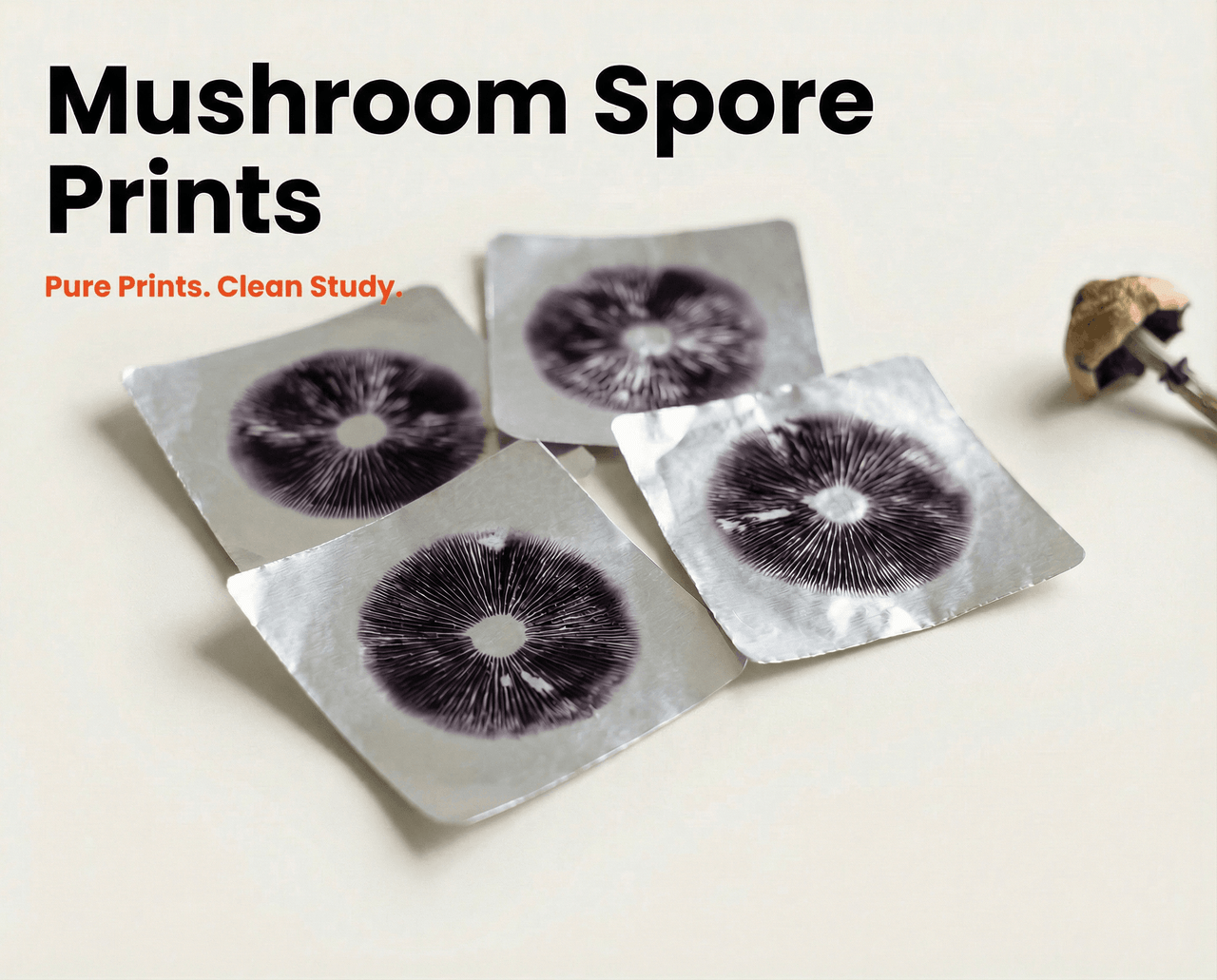 Mushroom Spore Prints