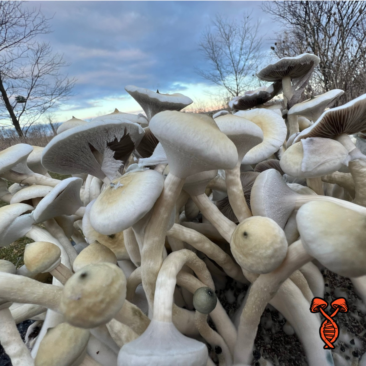Albino A+ Mushroom Spore Syringe | Spore Genetics