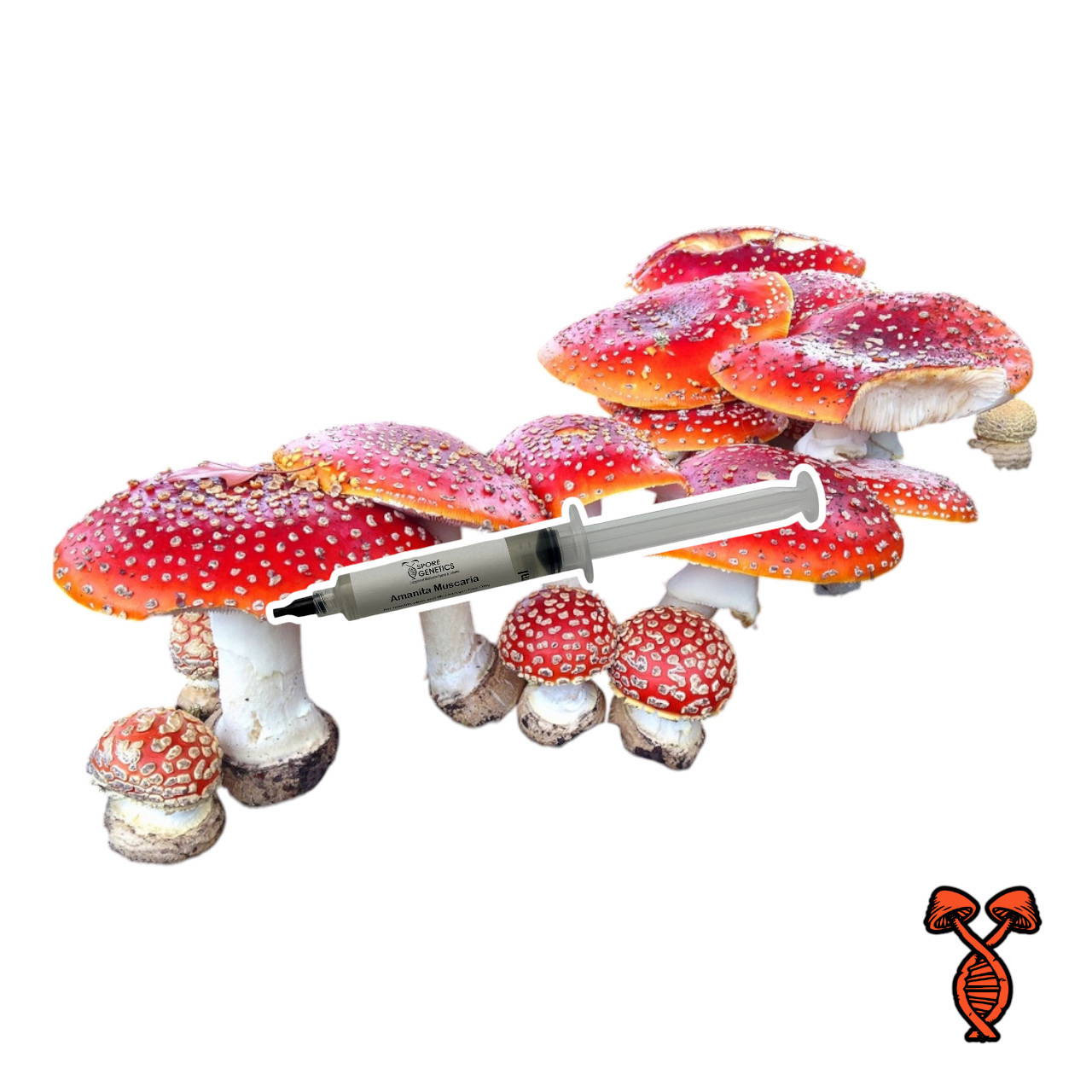 Amanita Spores Liquid Culture Syringe | Spore Genetics