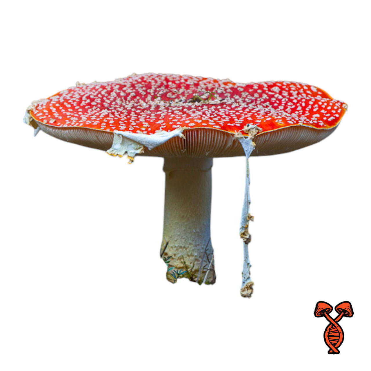 Amanita Spores Liquid Culture Syringe | Spore Genetics