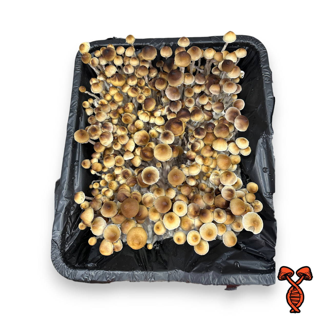 Menace Mushrooms Spore Syringe | Spore Genetics