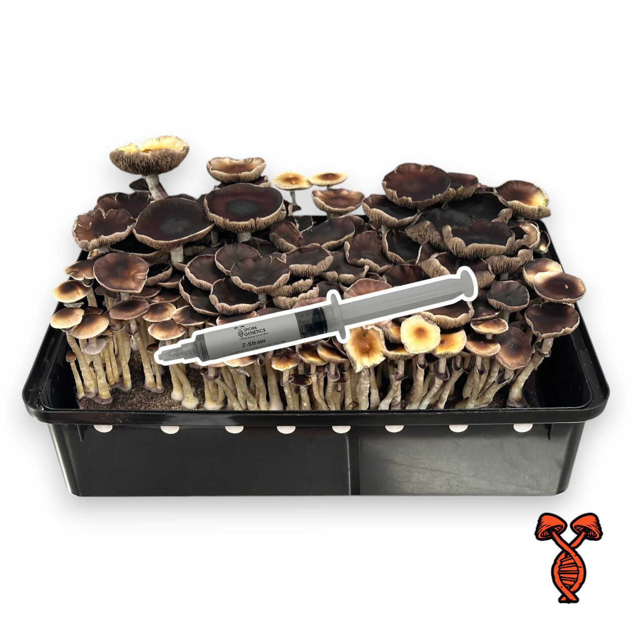 Z-Strain Spore Syringe