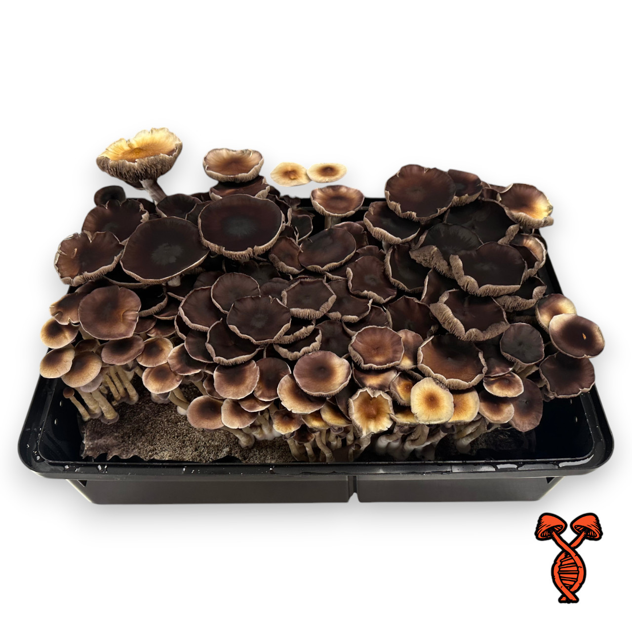 mushroom　0120 Amazon.com : North Spore Organic Shiitake (100 ct) Mushroom