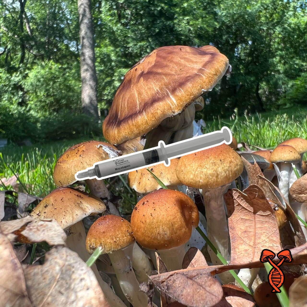 10CC Mazatapec Spore Syringe | Spore Genetics